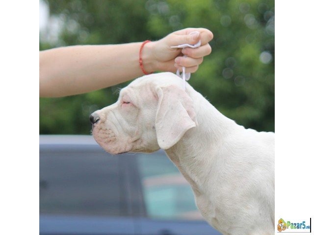 Legle Dogo Argentino štenaca  