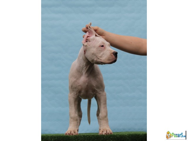 Legle Dogo Argentino štenaca  