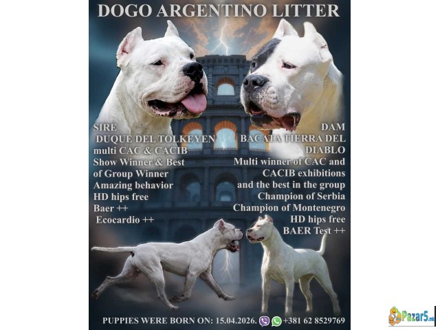 Legle dogo argentino štenaca  