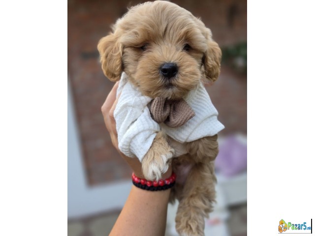 Maltipoo Bebe  