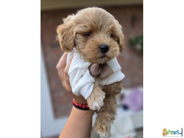 Maltipoo Bebe  