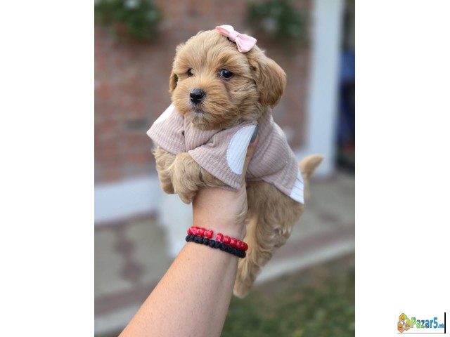 Maltipoo Bebe  