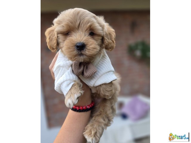 Maltipoo Bebe  