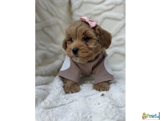 Maltipoo Bebe  