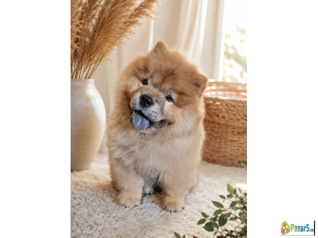 Predivan Chow Chow Mužjak, Star 3 Meseca  
