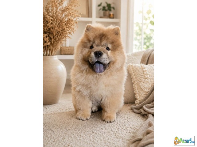 Predivan Chow Chow mužjak, star 3 meseca   - thumbnail 3