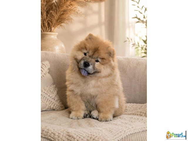 Predivan Chow Chow mužjak, star 3 meseca   - thumbnail 4