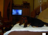 Basset Hound - Baset Stenad