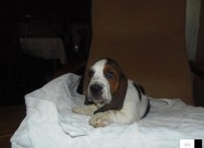 Basset Hound - Baset Stenad