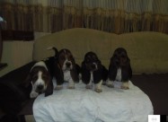 Basset Hound - Baset Stenad