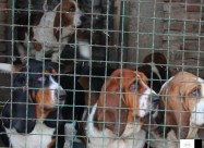 Basset Hound - Baset Stenad