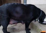 Crni Labradori 