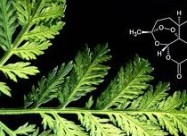  СЛАДОК ПЕЛИН - Artemisia Annua - Sladok Pelin