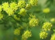  СЛАДОК ПЕЛИН - Artemisia Annua - Sladok Pelin
