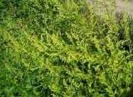  СЛАДОК ПЕЛИН - Artemisia Annua - Sladok Pelin