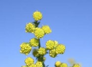  СЛАДОК ПЕЛИН - Artemisia Annua - Sladok Pelin