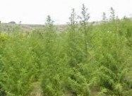  СЛАДОК ПЕЛИН - Artemisia Annua - Sladok Pelin