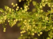  СЛАДОК ПЕЛИН - Artemisia Annua - Sladok Pelin