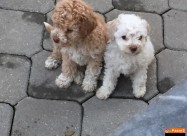 Lagotto Romagnolo