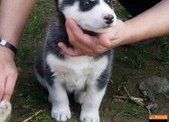 Haska
