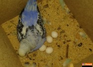 Papagali