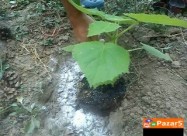 Paulownia Paulovnia Paulovnija Paulina Polonia пау