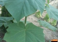 Paulownia Paulovnia Paulovnija Paulina Polonia пау