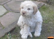Prodavam Kucenca Lagotto Romagnolo