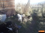Poklonuvam 4mal Slatki Kucenca Melezi 3 Meseci