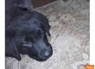 Crni Labradori 