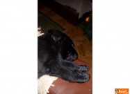 Crni Labradori 