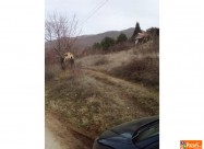 Plac Vo Rastak Плац во Раштак