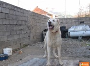 Se Prodava Azijat Star18 Meseci 200 Eur