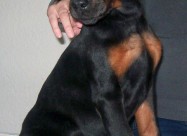 Doberman Kucence Kucenca