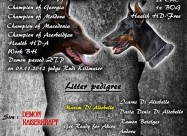 Doberman Kucence Kucenca