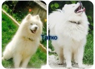 Se Prodavaat Kutrenca Od Rasata Sibirski Samojed