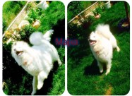 Se Prodavaat Kutrenca Od Rasata Sibirski Samojed