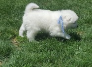 Se Prodavaat Kutrenca Od Rasata Sibirski Samojed