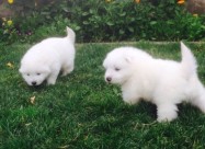 Se Prodavaat Kutrenca Od Rasata Sibirski Samojed