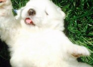 Se Prodavaat Kutrenca Od Rasata Sibirski Samojed