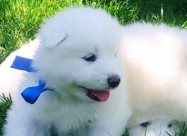 Se Prodavaat Kutrenca Od Rasata Sibirski Samojed