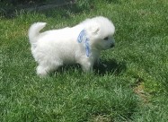 Se Prodavaat Kutrenca Od Rasata Sibirski Samojed