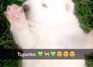 Se Prodavaat Kutrenca Od Rasata Sibirski Samojed