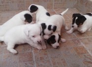 Jack Russell