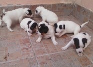 Jack Russell