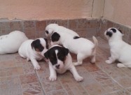 Jack Russell