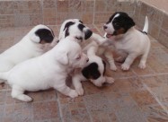 Jack Russell