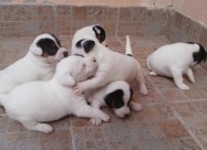 Jack Russell