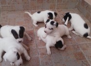 Jack Russell