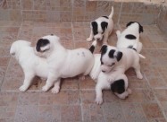 Jack Russell